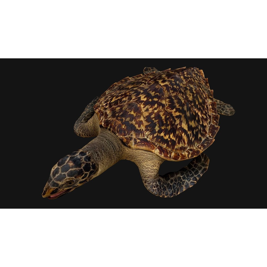 Turtle 3D Model – Low Poly Stylized Game Asset, FBX