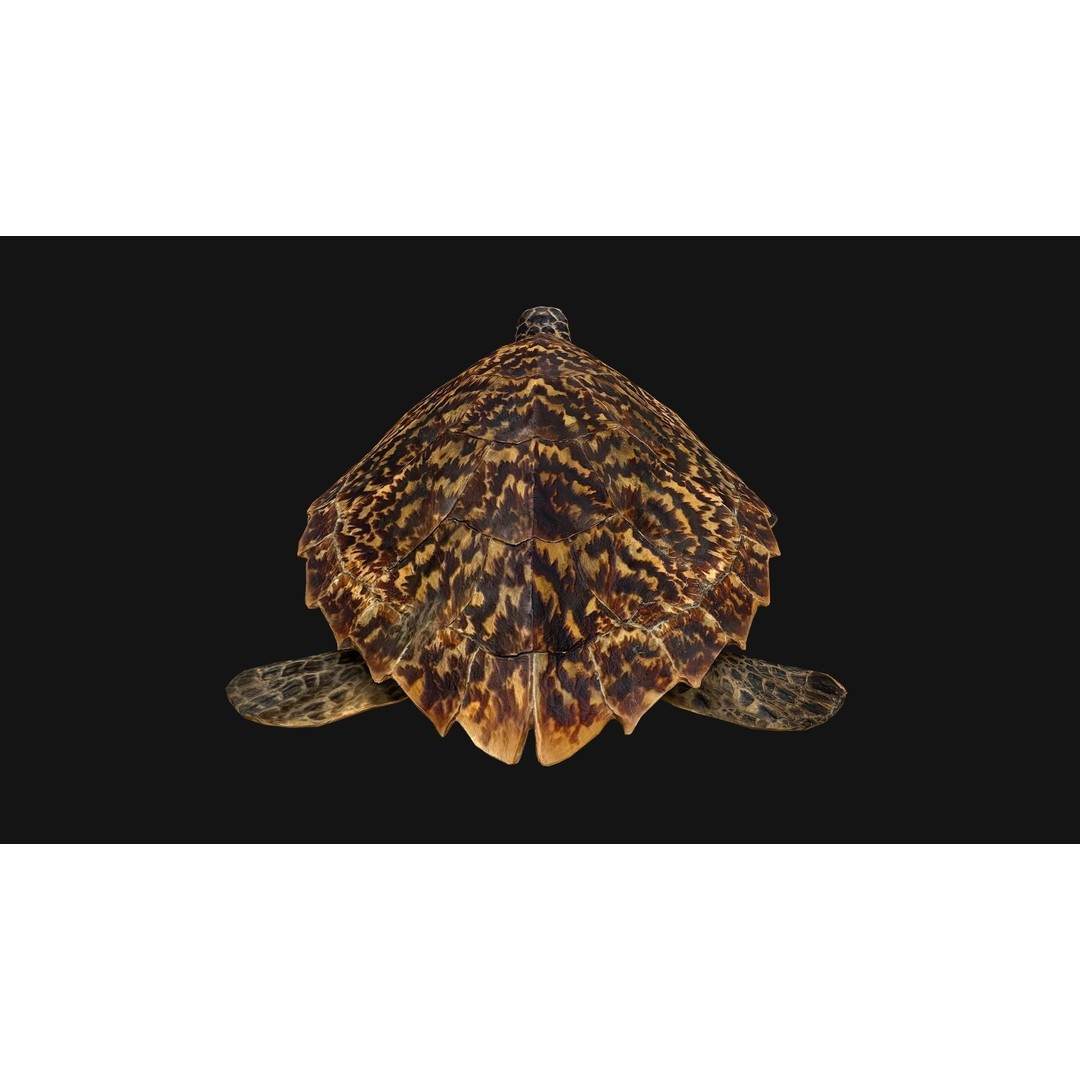 Turtle 3D Model – Low Poly Stylized Game Asset, FBX - View 10