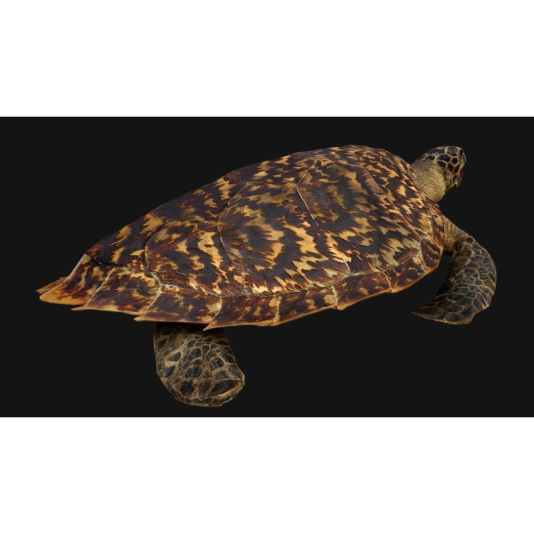 Turtle 3D Model – Low Poly Stylized Game Asset, FBX - View 11