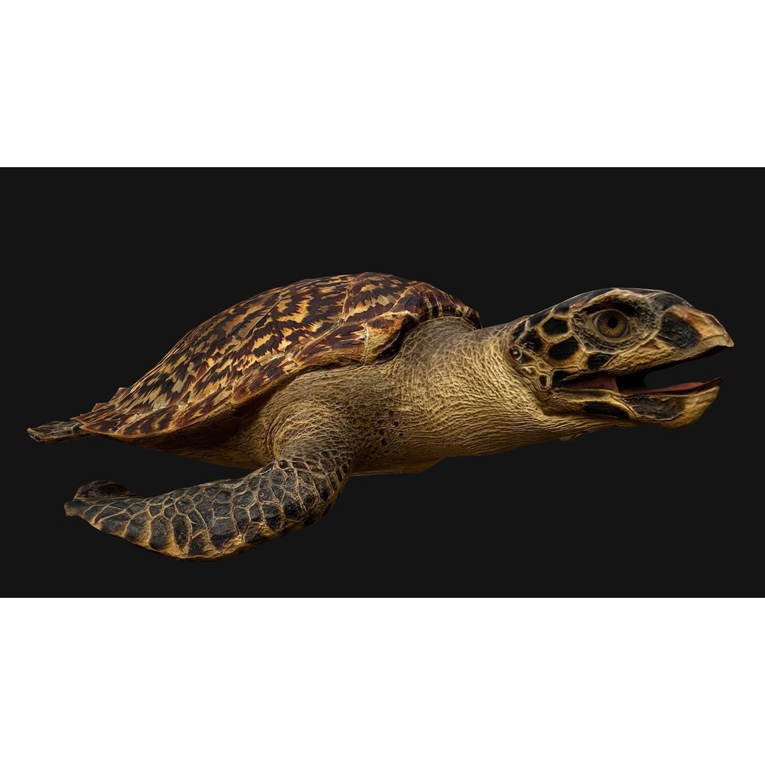 Turtle 3D Model – Low Poly Stylized Game Asset, FBX - View 12