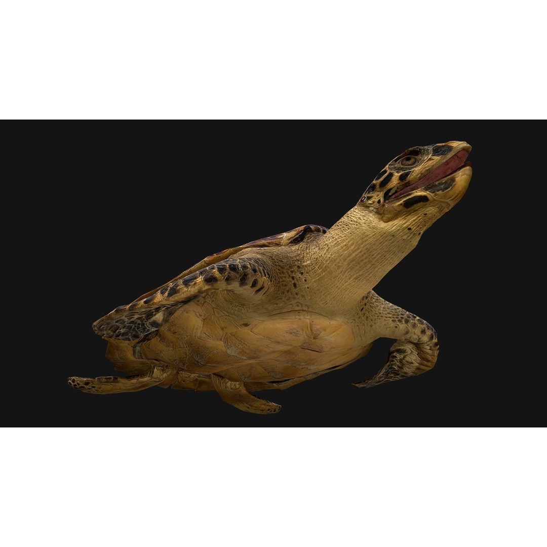 Turtle 3D Model – Low Poly Stylized Game Asset, FBX - View 13