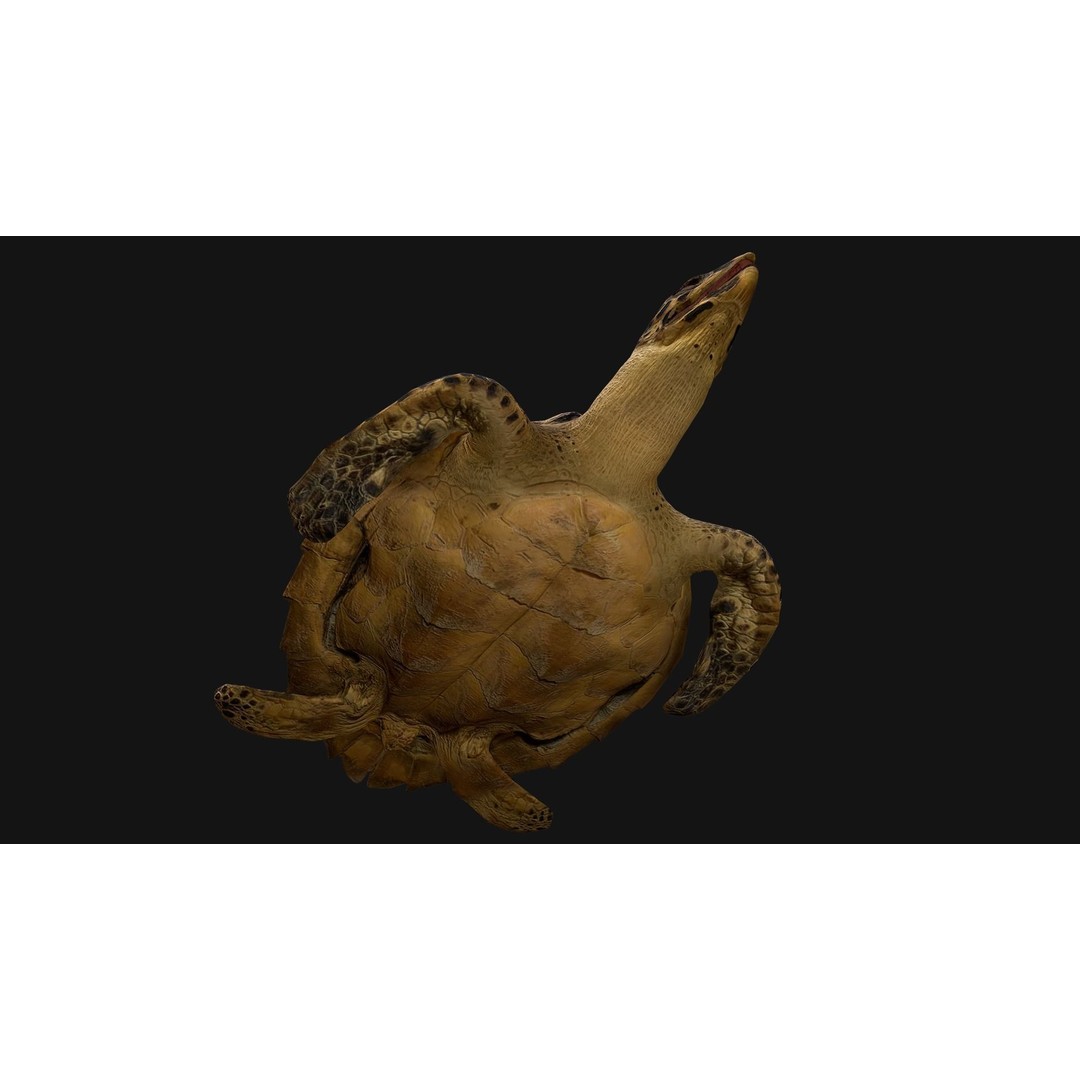 Turtle 3D Model – Low Poly Stylized Game Asset, FBX - View 14