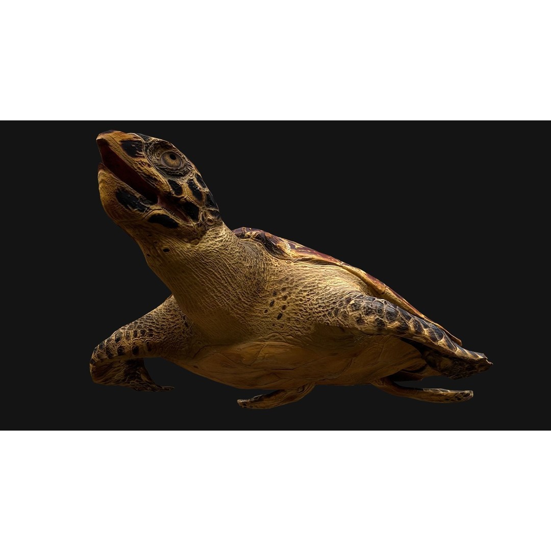 Turtle 3D Model – Low Poly Stylized Game Asset, FBX - View 15