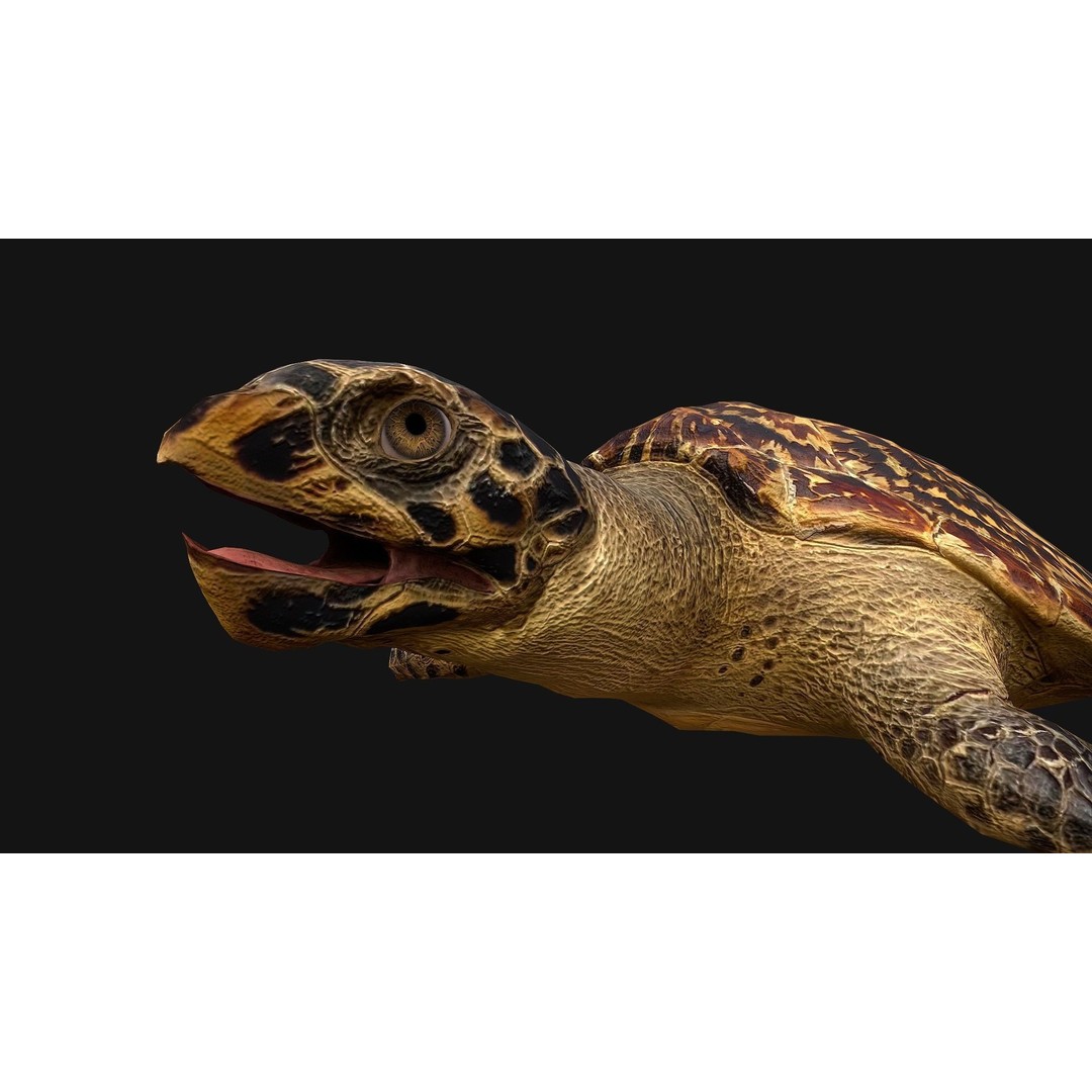 Turtle 3D Model – Low Poly Stylized Game Asset, FBX - View 16