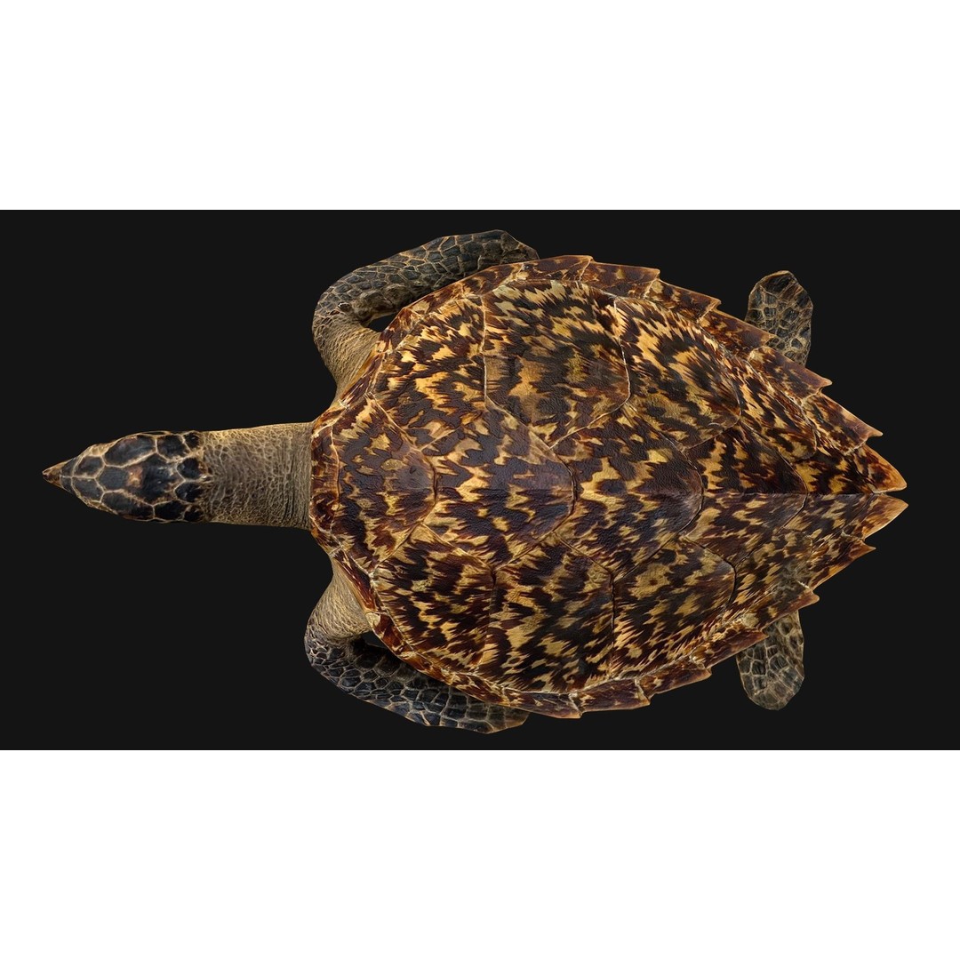 Turtle 3D Model – Low Poly Stylized Game Asset, FBX - View 17