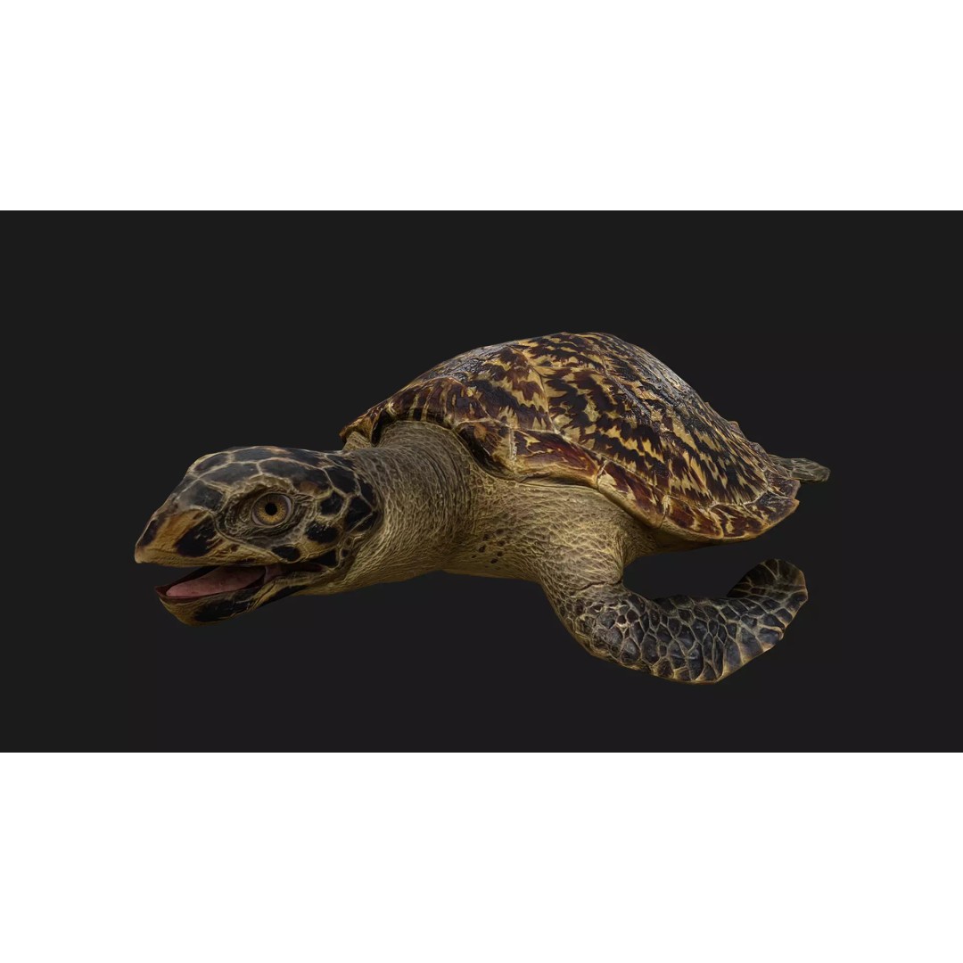 Turtle 3D Model – Low Poly Stylized Game Asset, FBX - View 2