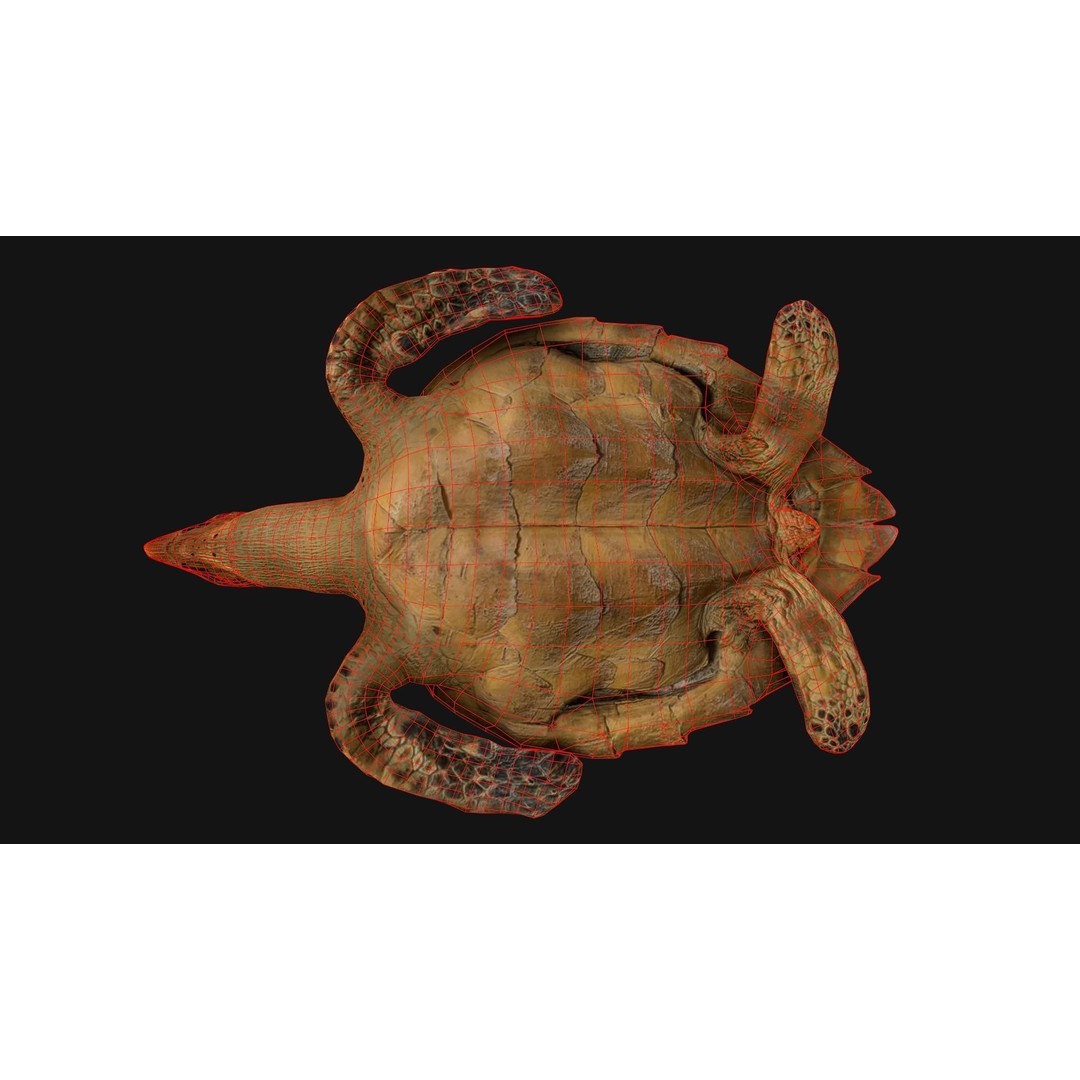 Turtle 3D Model – Low Poly Stylized Game Asset, FBX - View 20