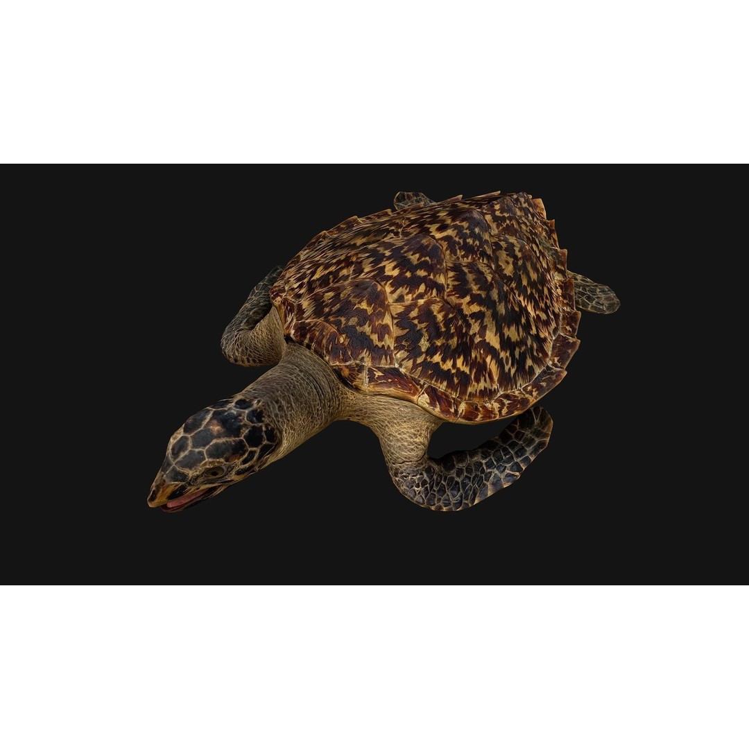 Turtle 3D Model – Low Poly Stylized Game Asset, FBX - View 3