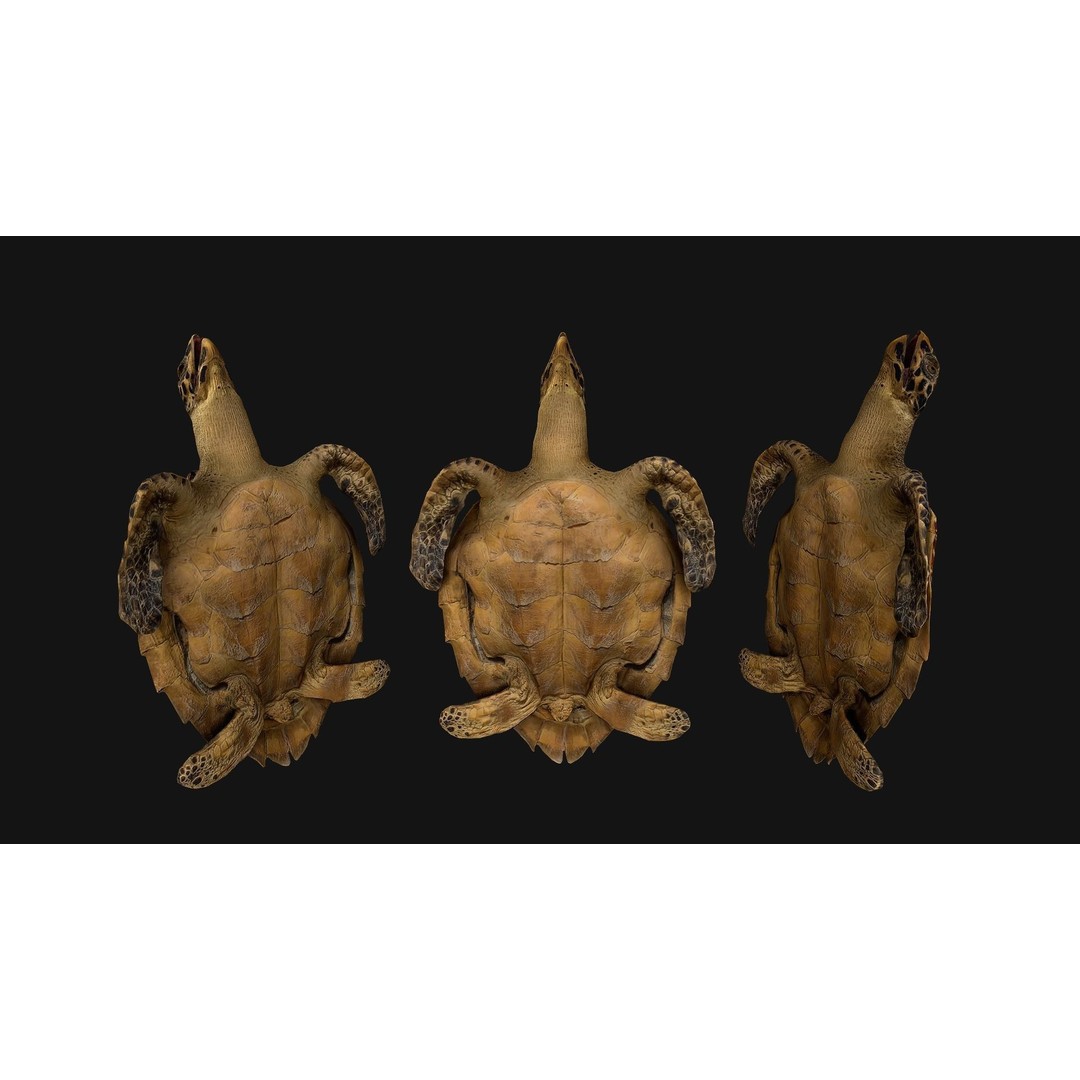 Turtle 3D Model – Low Poly Stylized Game Asset, FBX - View 5