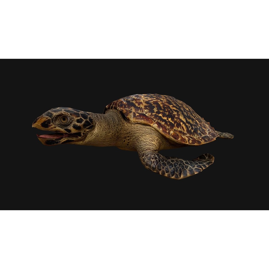 Turtle 3D Model – Low Poly Stylized Game Asset, FBX - View 6