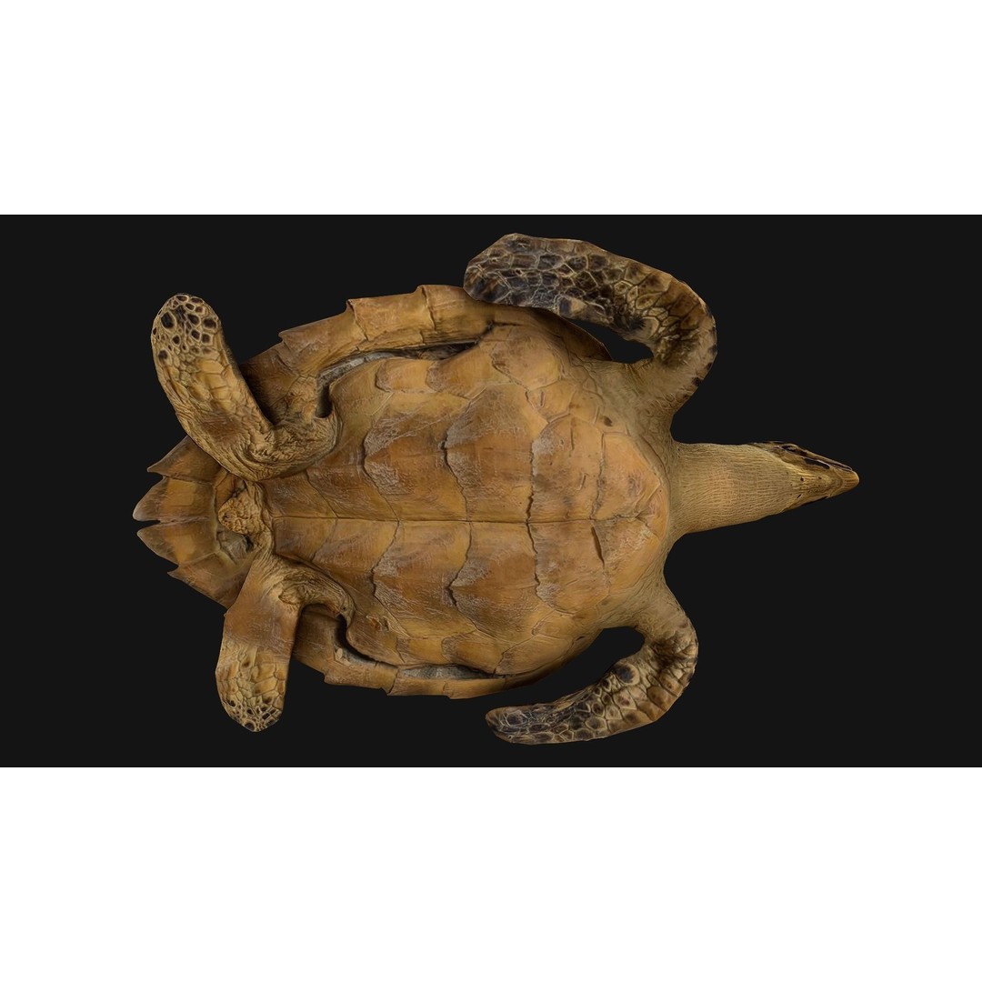 Turtle 3D Model – Low Poly Stylized Game Asset, FBX - View 7