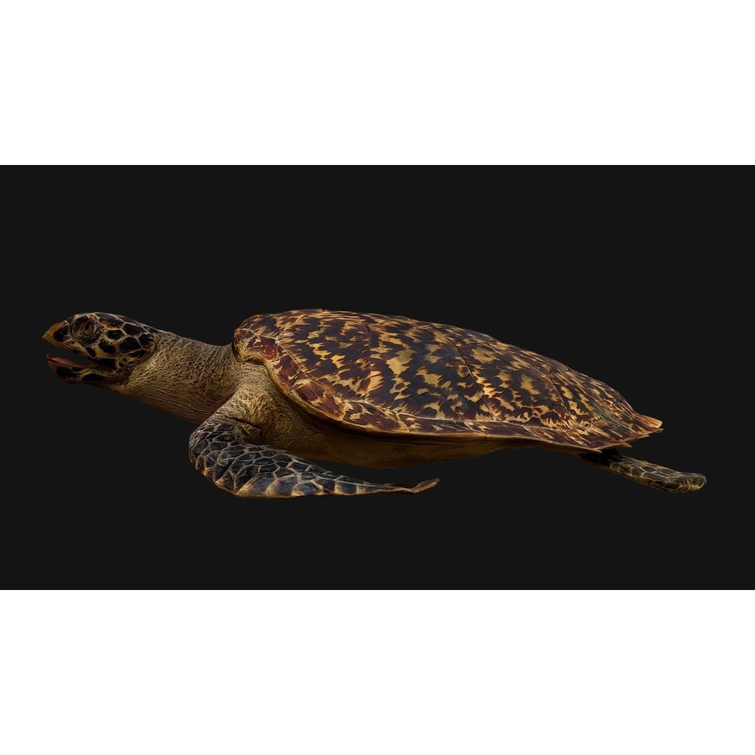 Turtle 3D Model – Low Poly Stylized Game Asset, FBX - View 8