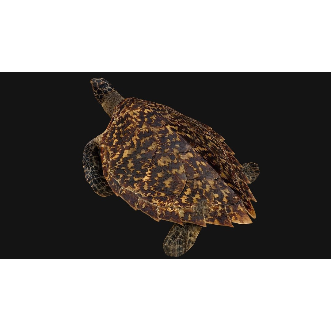 Turtle 3D Model – Low Poly Stylized Game Asset, FBX - View 9