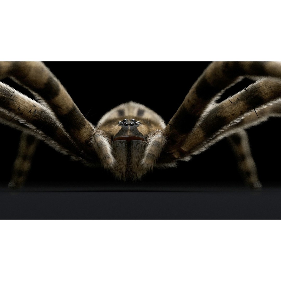 Fishing Spider 3D Model – Low Poly PBR Textured Asset, FBX - View 10