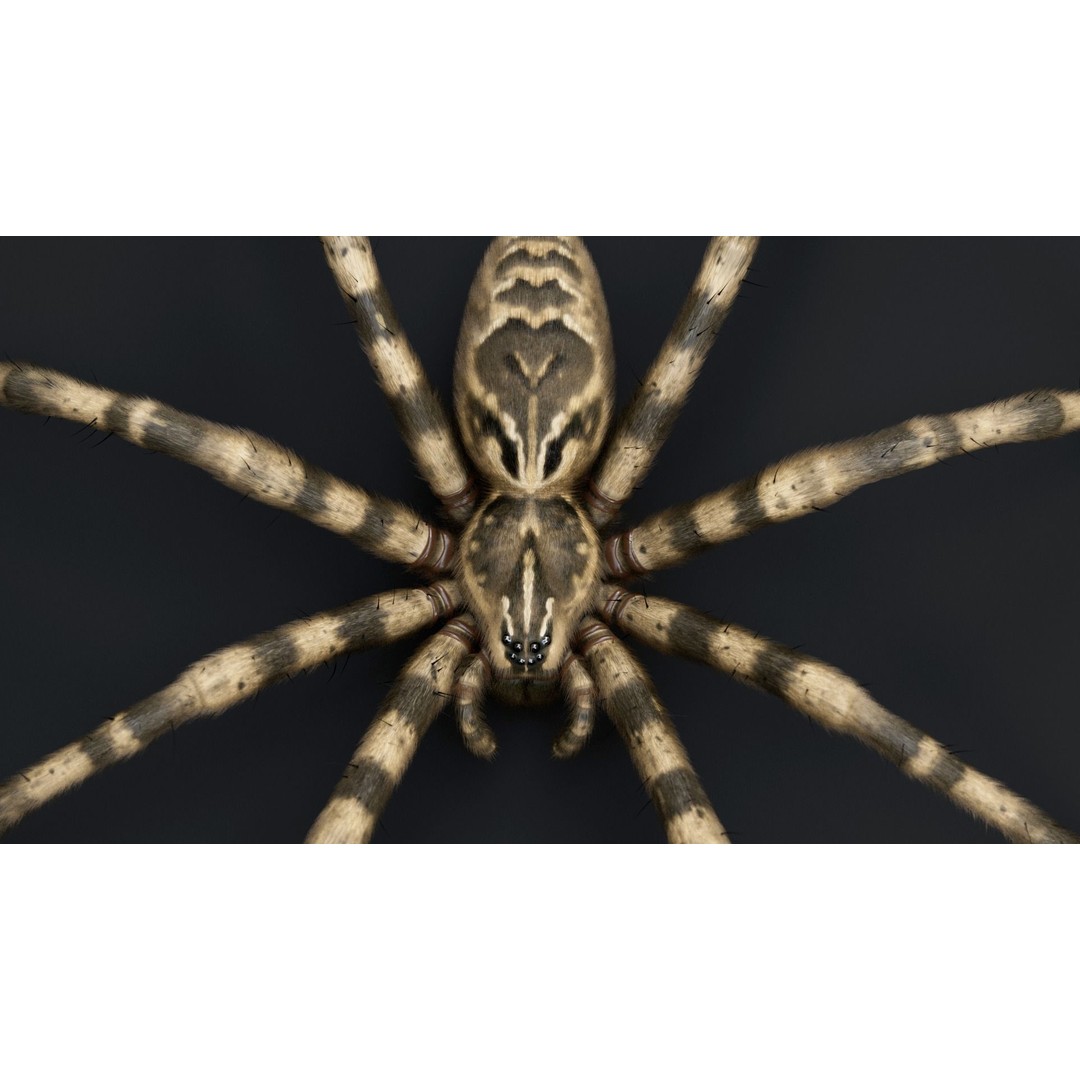 Fishing Spider 3D Model – Low Poly PBR Textured Asset, FBX - View 11
