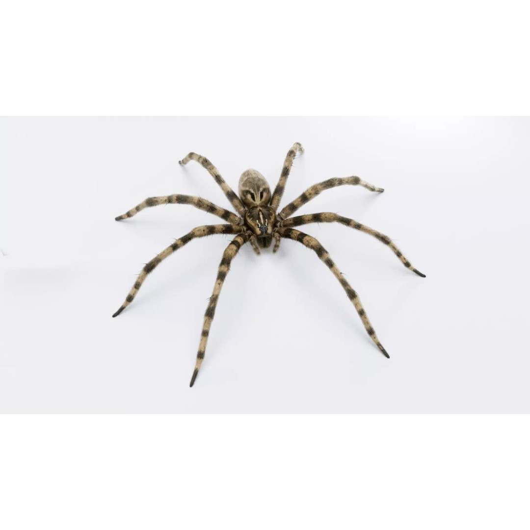 Fishing Spider 3D Model – Low Poly PBR Textured Asset, FBX - View 2