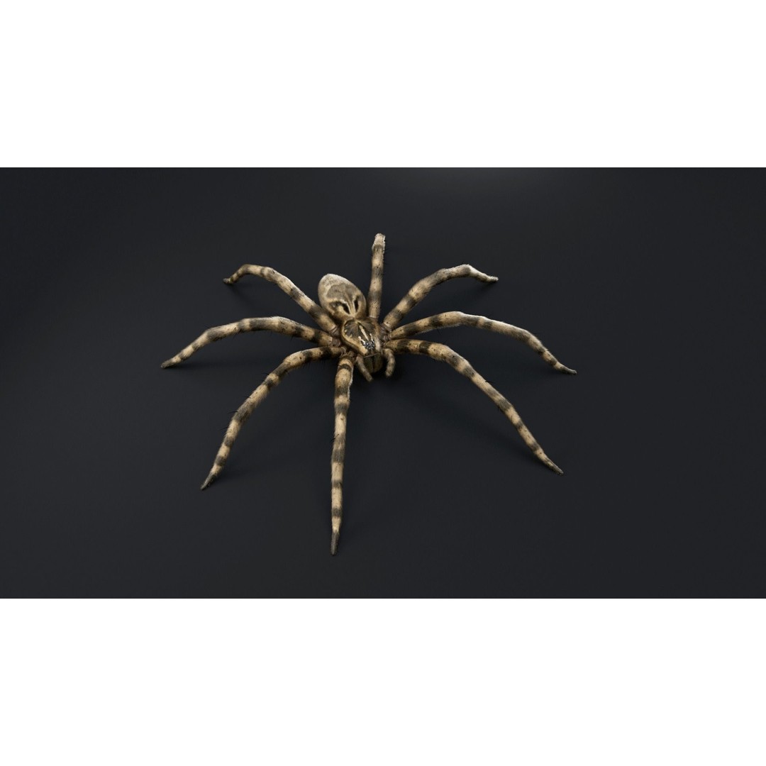 Fishing Spider 3D Model – Low Poly PBR Textured Asset, FBX - View 3
