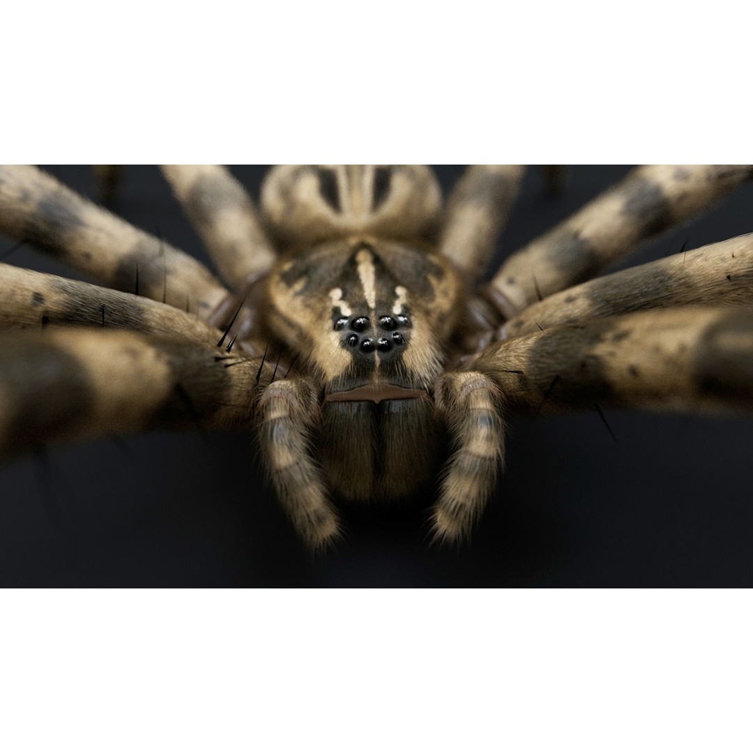Fishing Spider 3D Model – Low Poly PBR Textured Asset, FBX - View 4