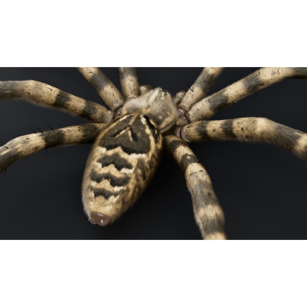 Fishing Spider 3D Model – Low Poly PBR Textured Asset, FBX - View 5