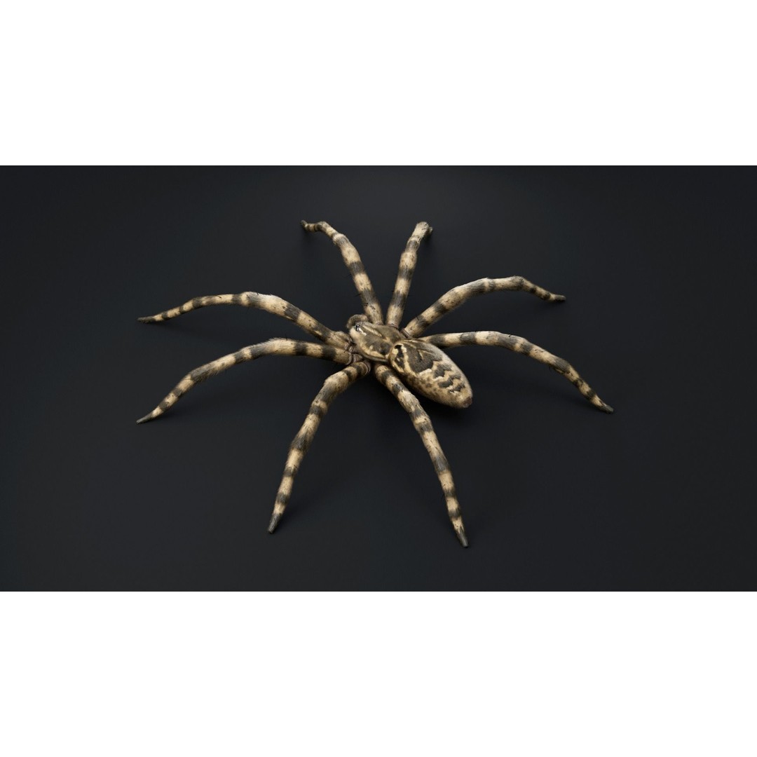 Fishing Spider 3D Model – Low Poly PBR Textured Asset, FBX - View 6