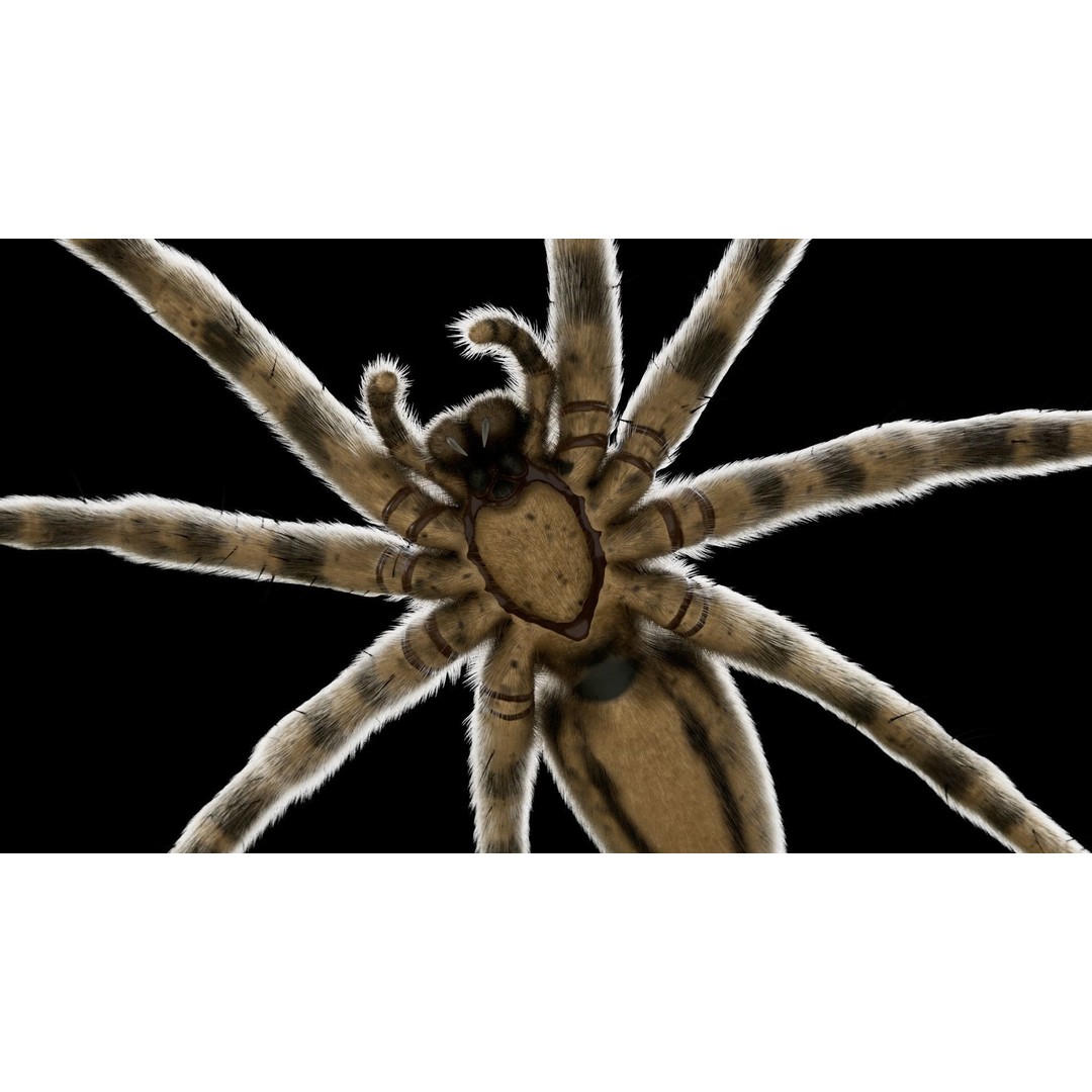 Fishing Spider 3D Model – Low Poly PBR Textured Asset, FBX - View 7