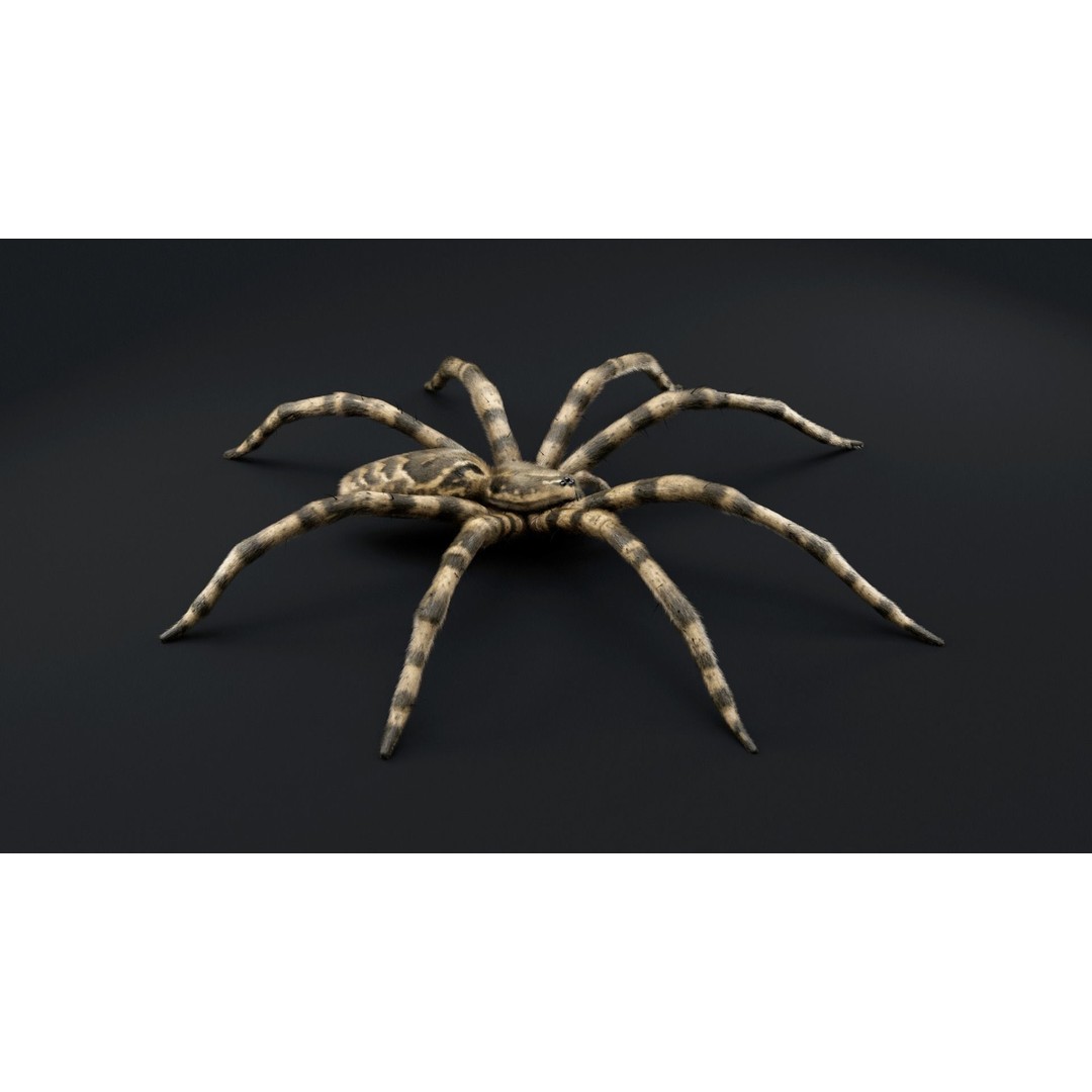Fishing Spider 3D Model – Low Poly PBR Textured Asset, FBX - View 8