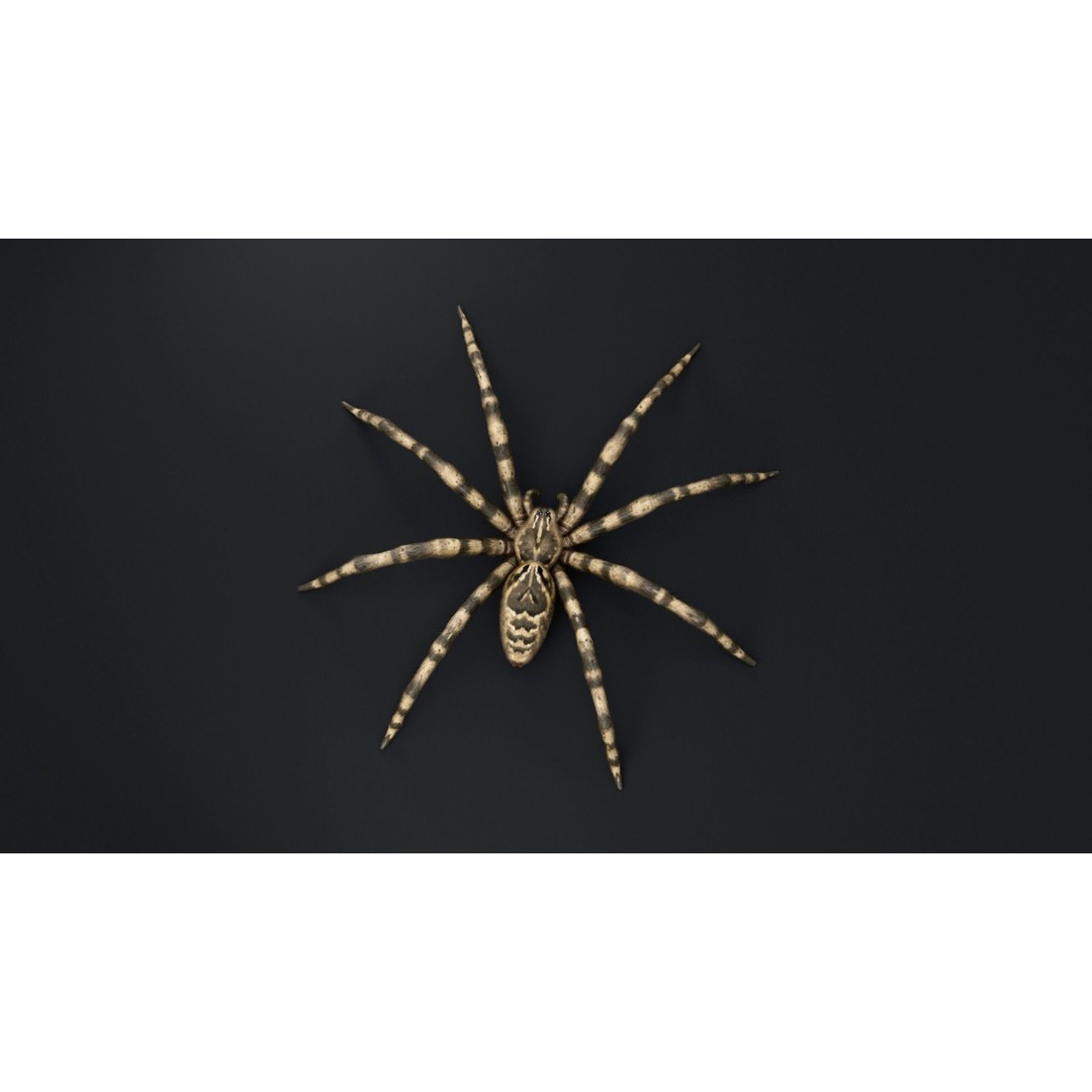 Fishing Spider 3D Model – Low Poly PBR Textured Asset, FBX - View 9
