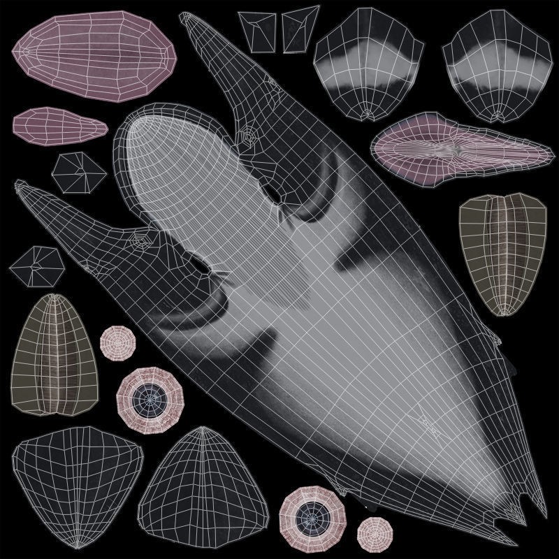 Minke Whale 3D Model – Rigged and Animated, FBX, OBJ