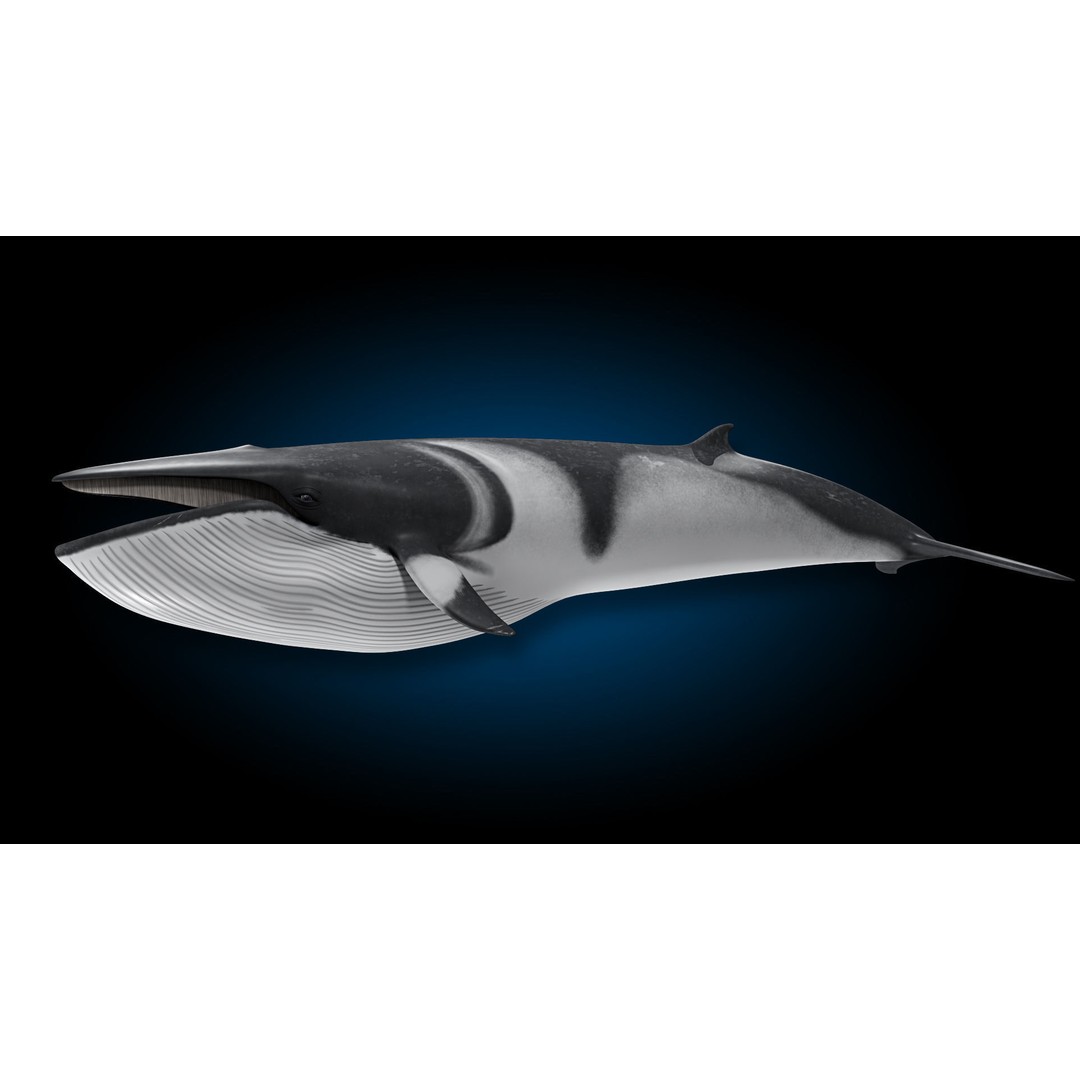 Minke Whale 3D Model – Rigged and Animated, FBX, OBJ - View 10