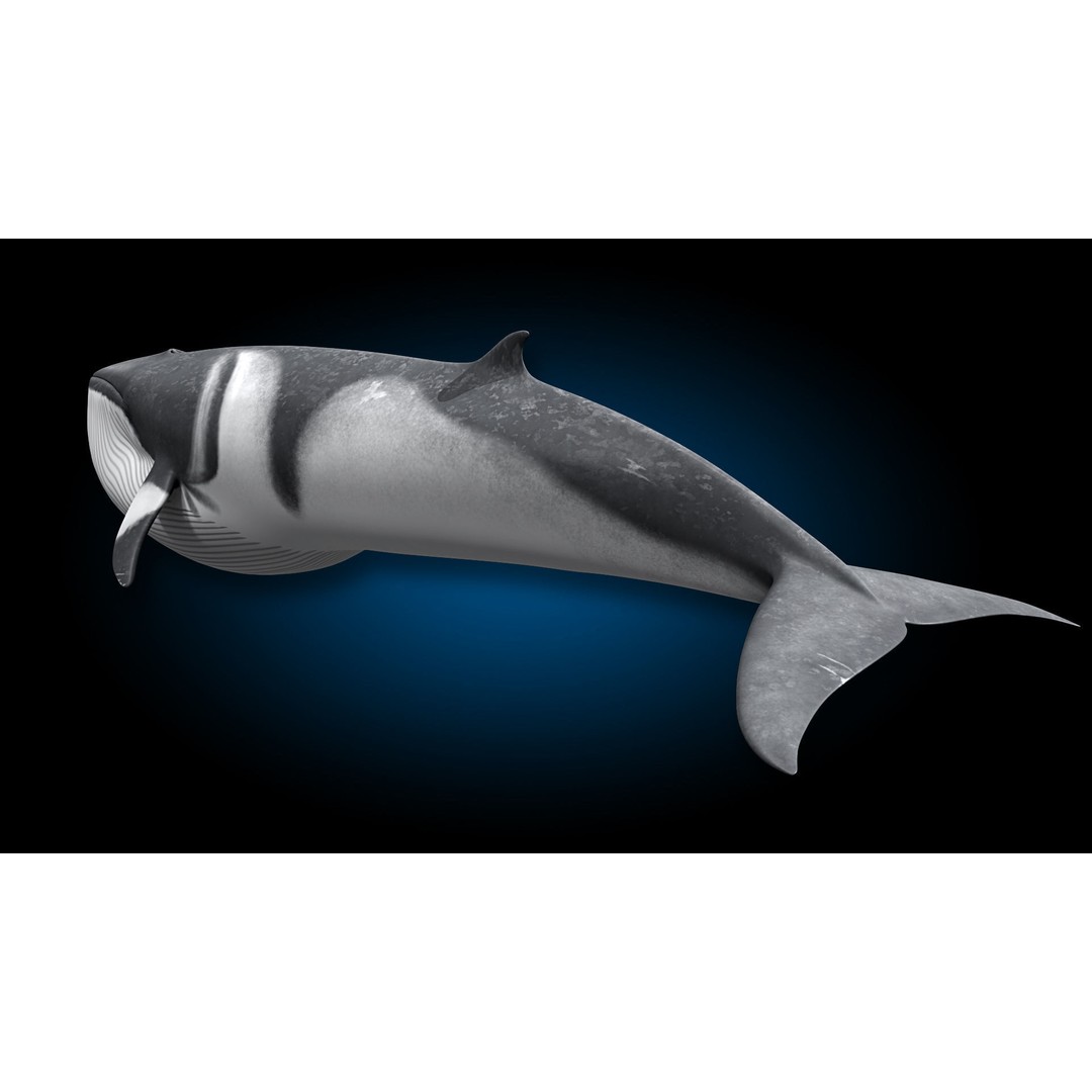 Minke Whale 3D Model – Rigged and Animated, FBX, OBJ - View 11
