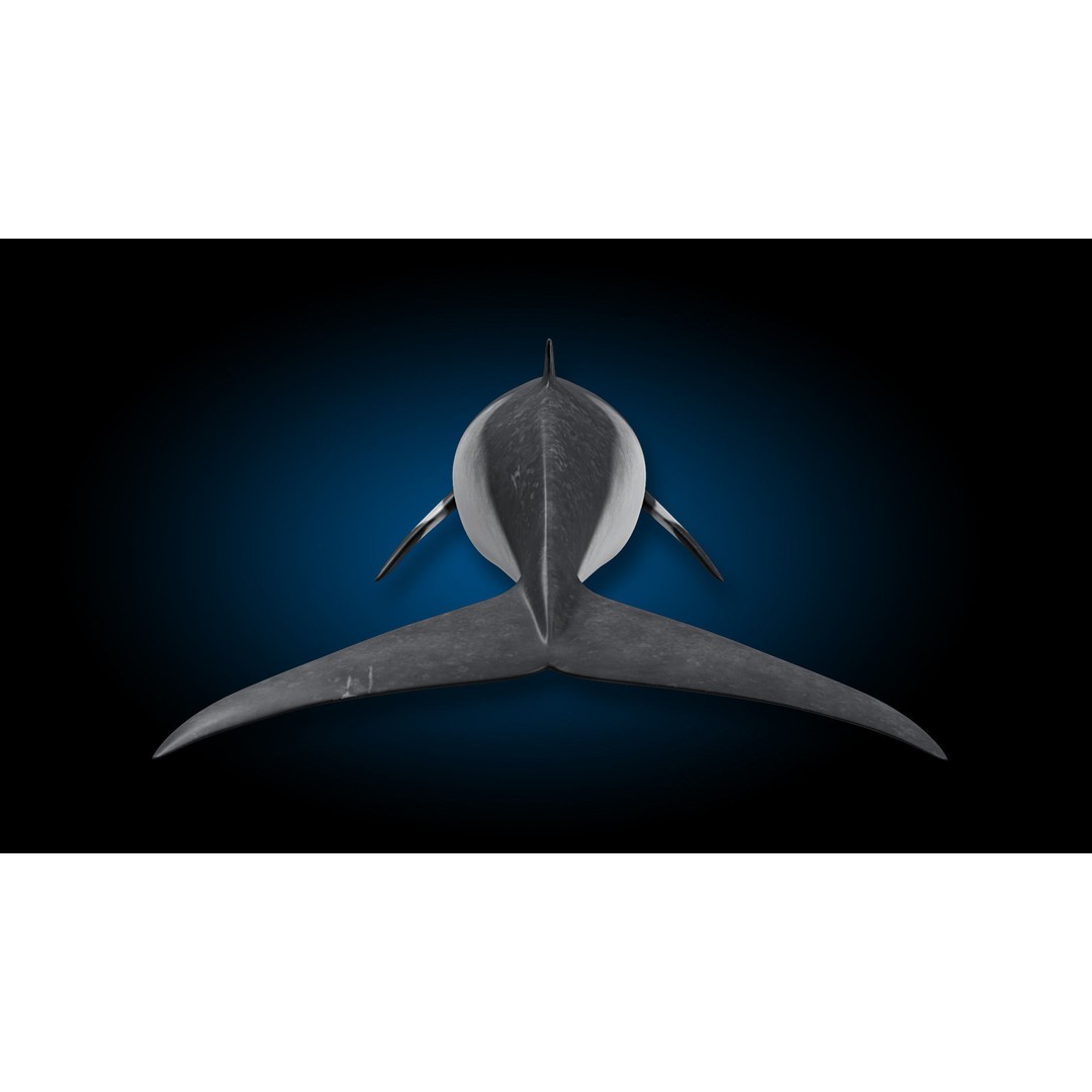 Minke Whale 3D Model – Rigged and Animated, FBX, OBJ - View 12