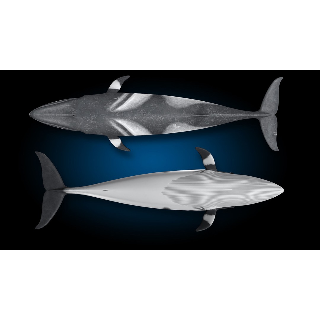 Minke Whale 3D Model – Rigged and Animated, FBX, OBJ - View 13