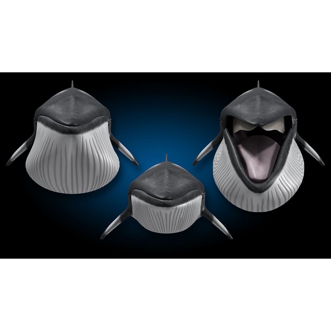 Minke Whale 3D Model – Rigged and Animated, FBX, OBJ - View 14