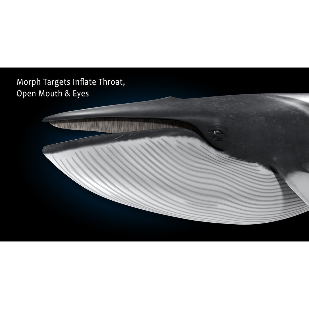 Minke Whale 3D Model – Rigged and Animated, FBX, OBJ - View 15