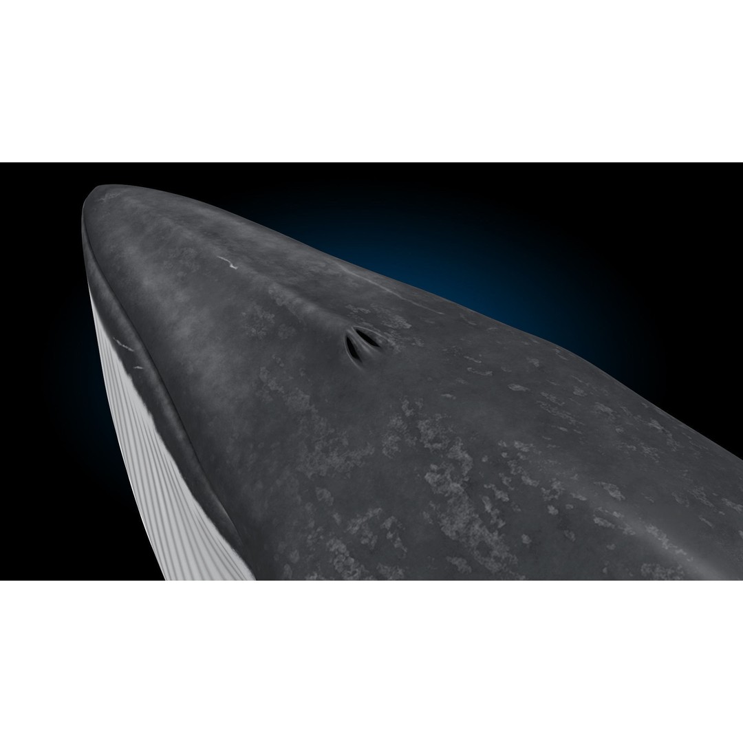 Minke Whale 3D Model – Rigged and Animated, FBX, OBJ - View 16