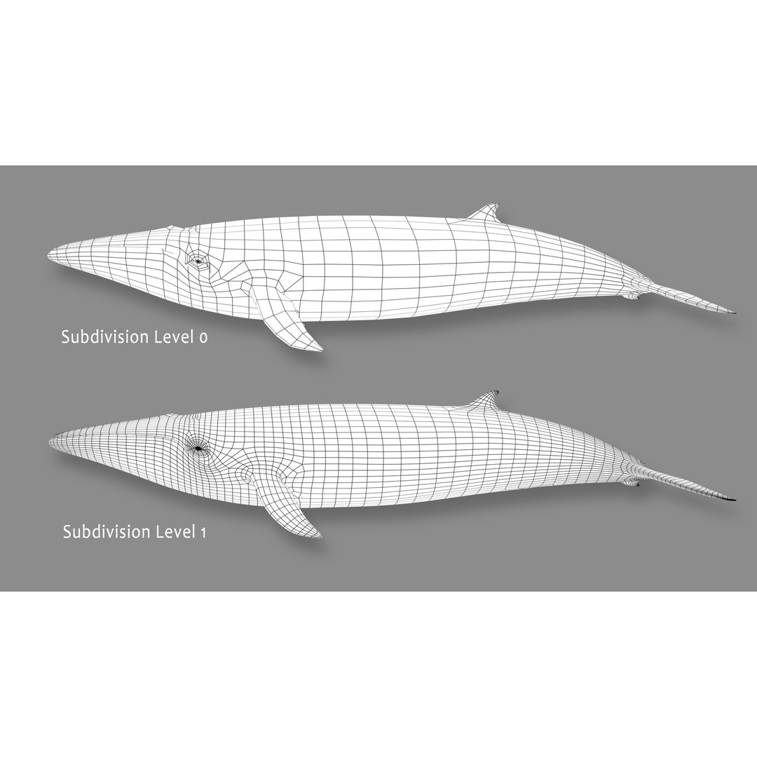Minke Whale 3D Model – Rigged and Animated, FBX, OBJ - View 17