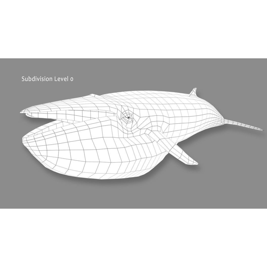 Minke Whale 3D Model – Rigged and Animated, FBX, OBJ - View 18