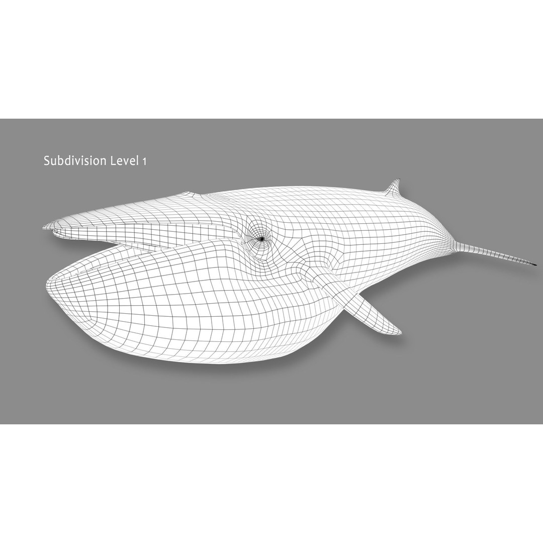 Minke Whale 3D Model – Rigged and Animated, FBX, OBJ - View 19