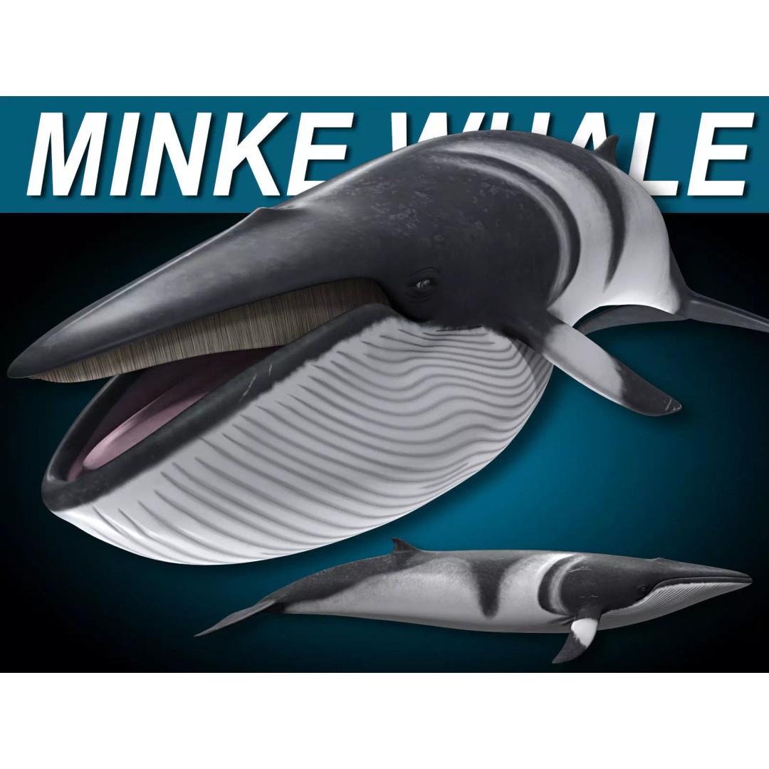 Minke Whale 3D Model – Rigged and Animated, FBX, OBJ - View 2