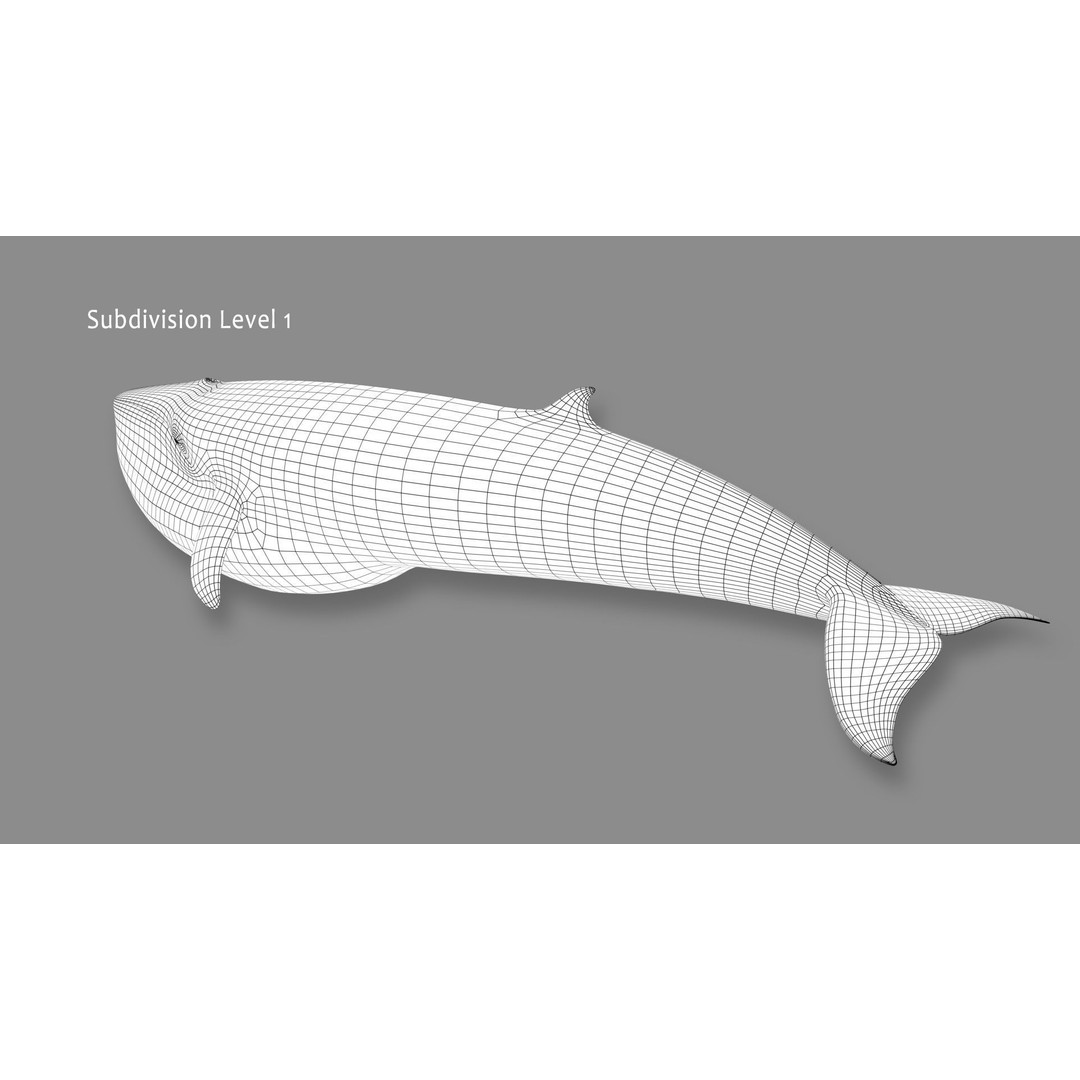 Minke Whale 3D Model – Rigged and Animated, FBX, OBJ - View 21