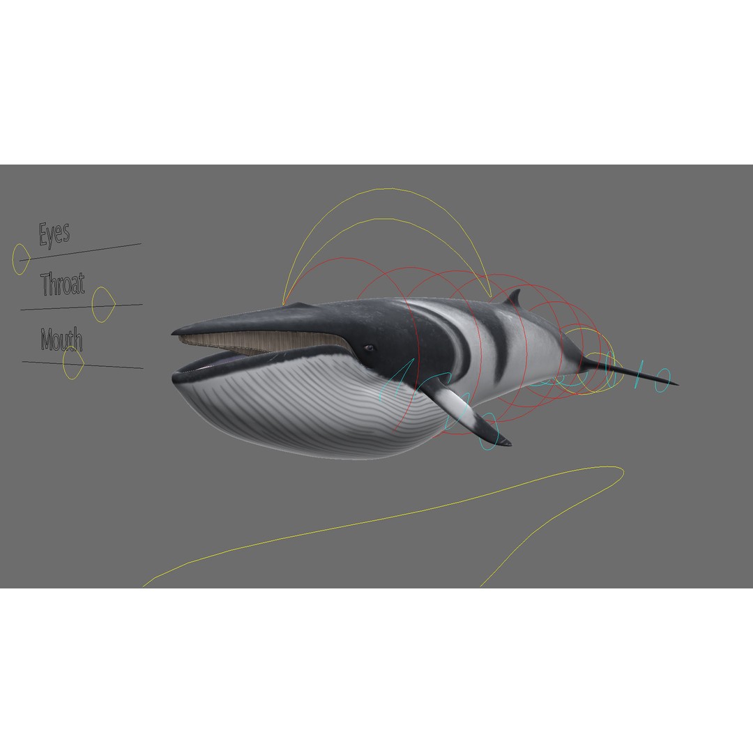 Minke Whale 3D Model – Rigged and Animated, FBX, OBJ - View 22