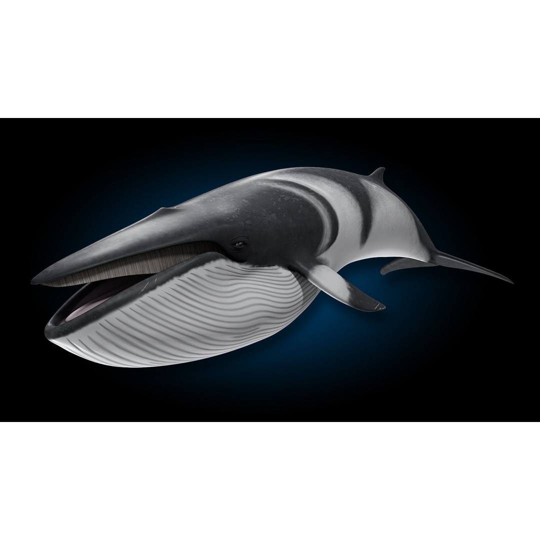 Minke Whale 3D Model – Rigged and Animated, FBX, OBJ - View 3