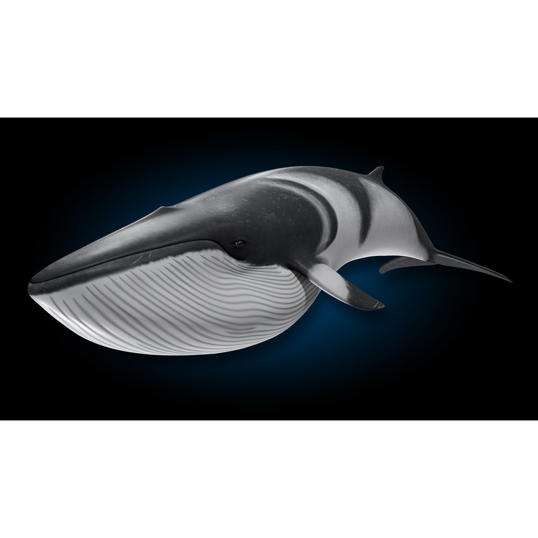 Minke Whale 3D Model – Rigged and Animated, FBX, OBJ - View 4
