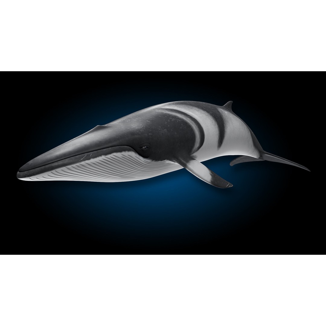 Minke Whale 3D Model – Rigged and Animated, FBX, OBJ - View 5
