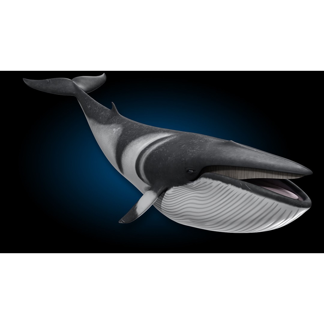 Minke Whale 3D Model – Rigged and Animated, FBX, OBJ - View 6
