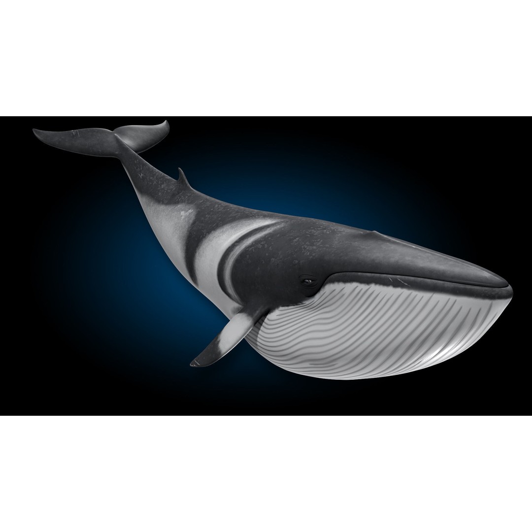 Minke Whale 3D Model – Rigged and Animated, FBX, OBJ - View 7