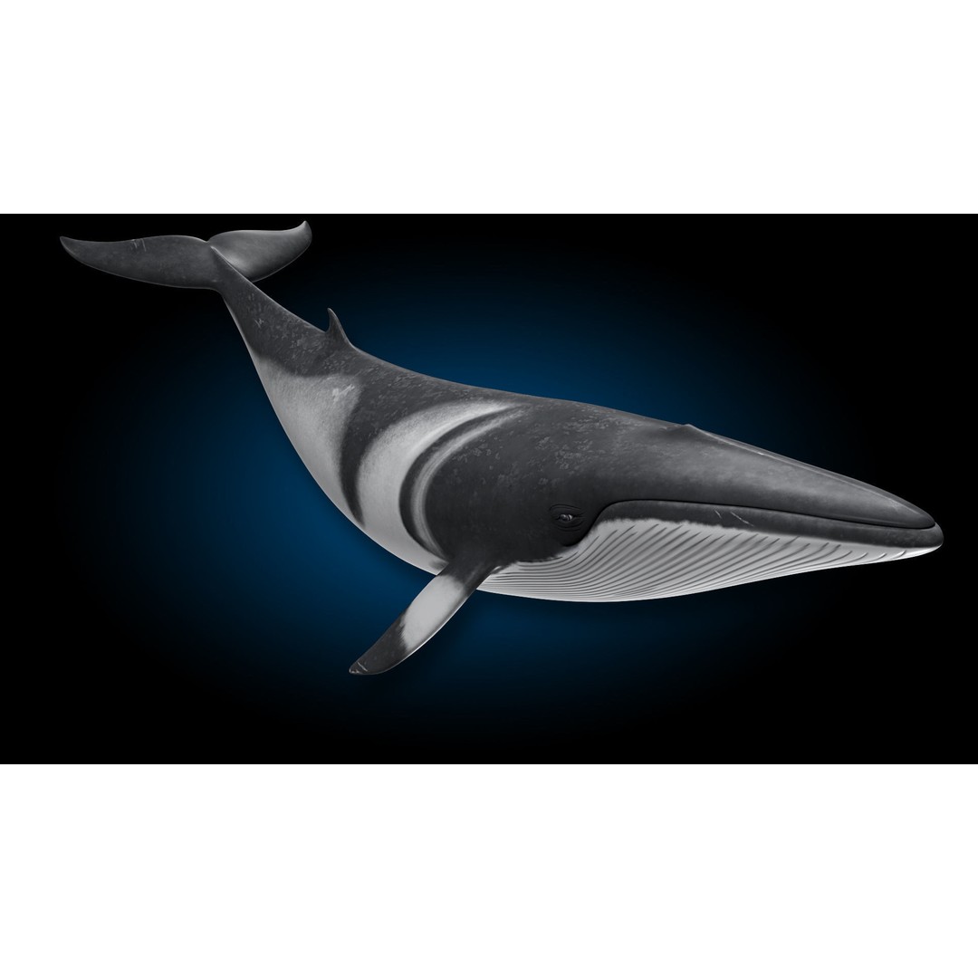 Minke Whale 3D Model – Rigged and Animated, FBX, OBJ - View 8