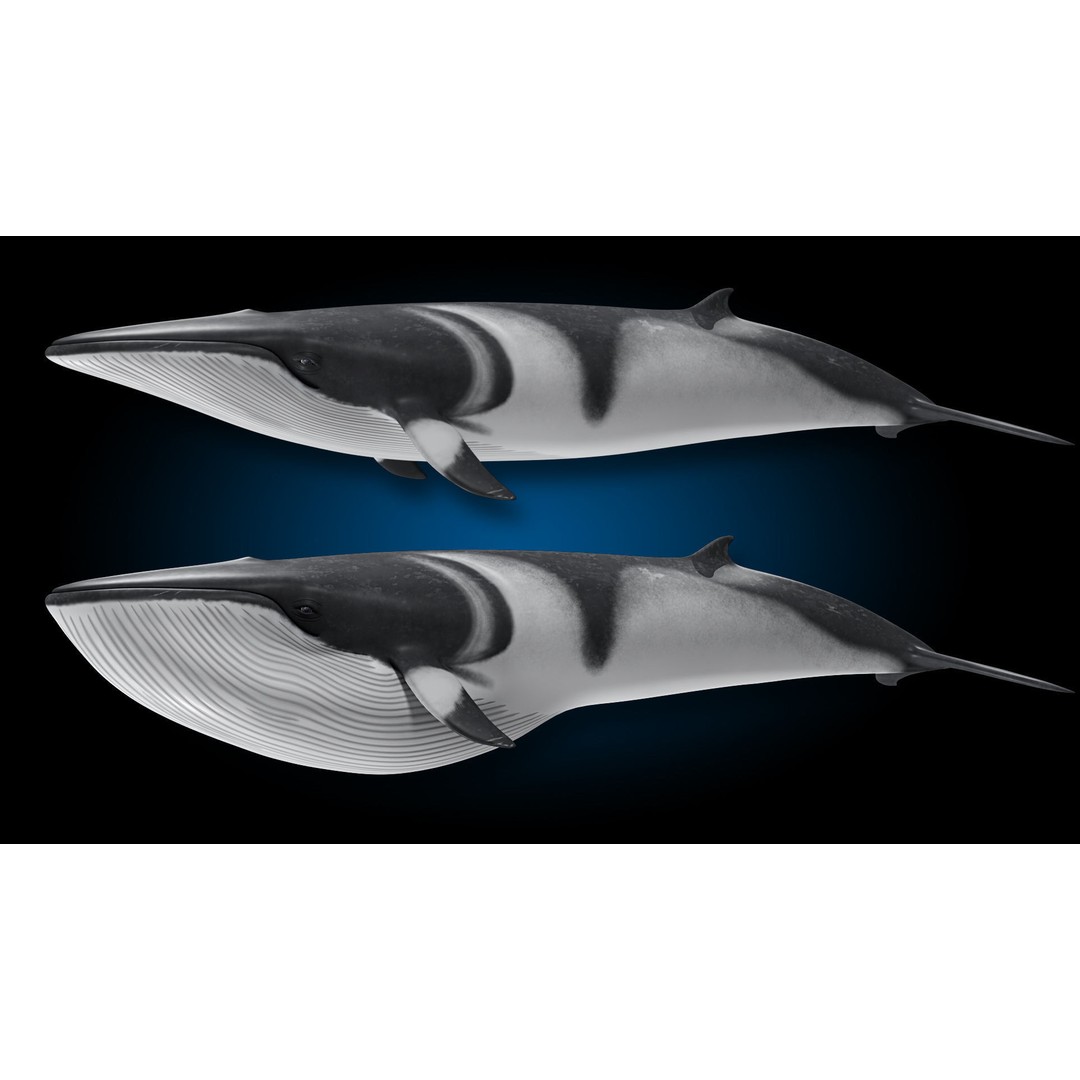Minke Whale 3D Model – Rigged and Animated, FBX, OBJ - View 9