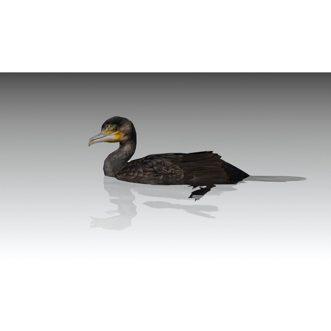 Great Cormorant 3D Model – Low Poly Animated Bird Asset, FBX/Blender - View 10