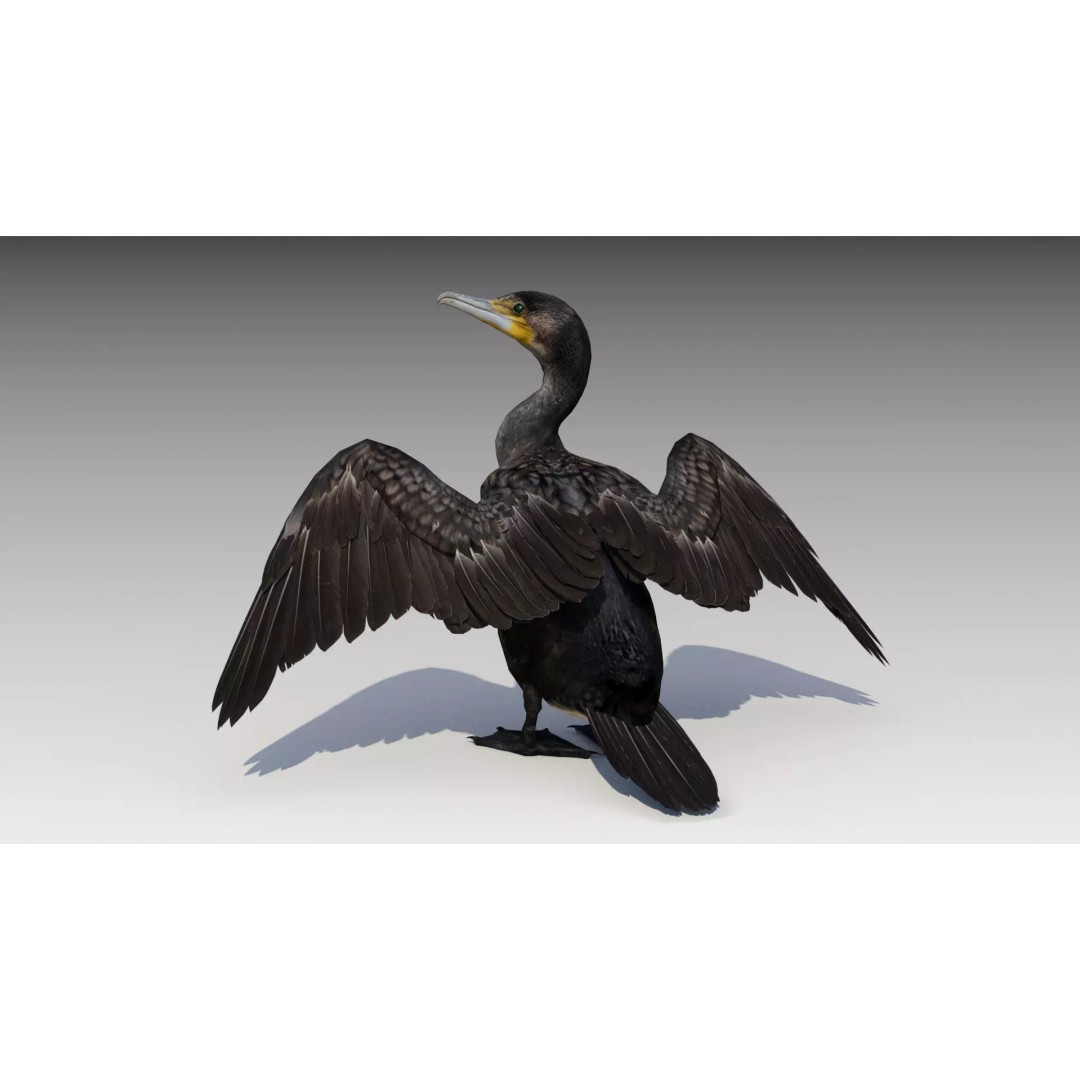 Great Cormorant 3D Model – Low Poly Animated Bird Asset, FBX/Blender - View 2